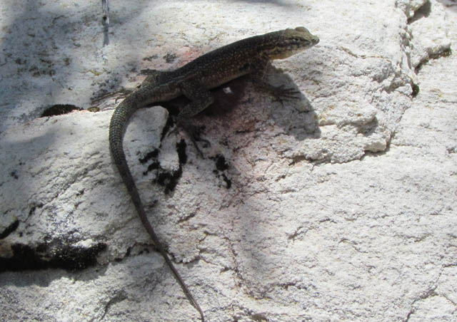 Side-blotched Lizard>
<p>
I checked out this creek.
<br><img src=